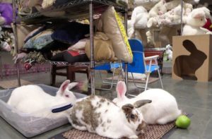 Weird LA Museums - The Bunny Museum